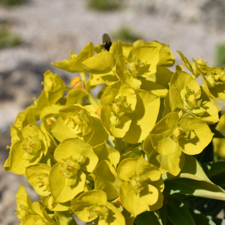 Euphorbia rigida