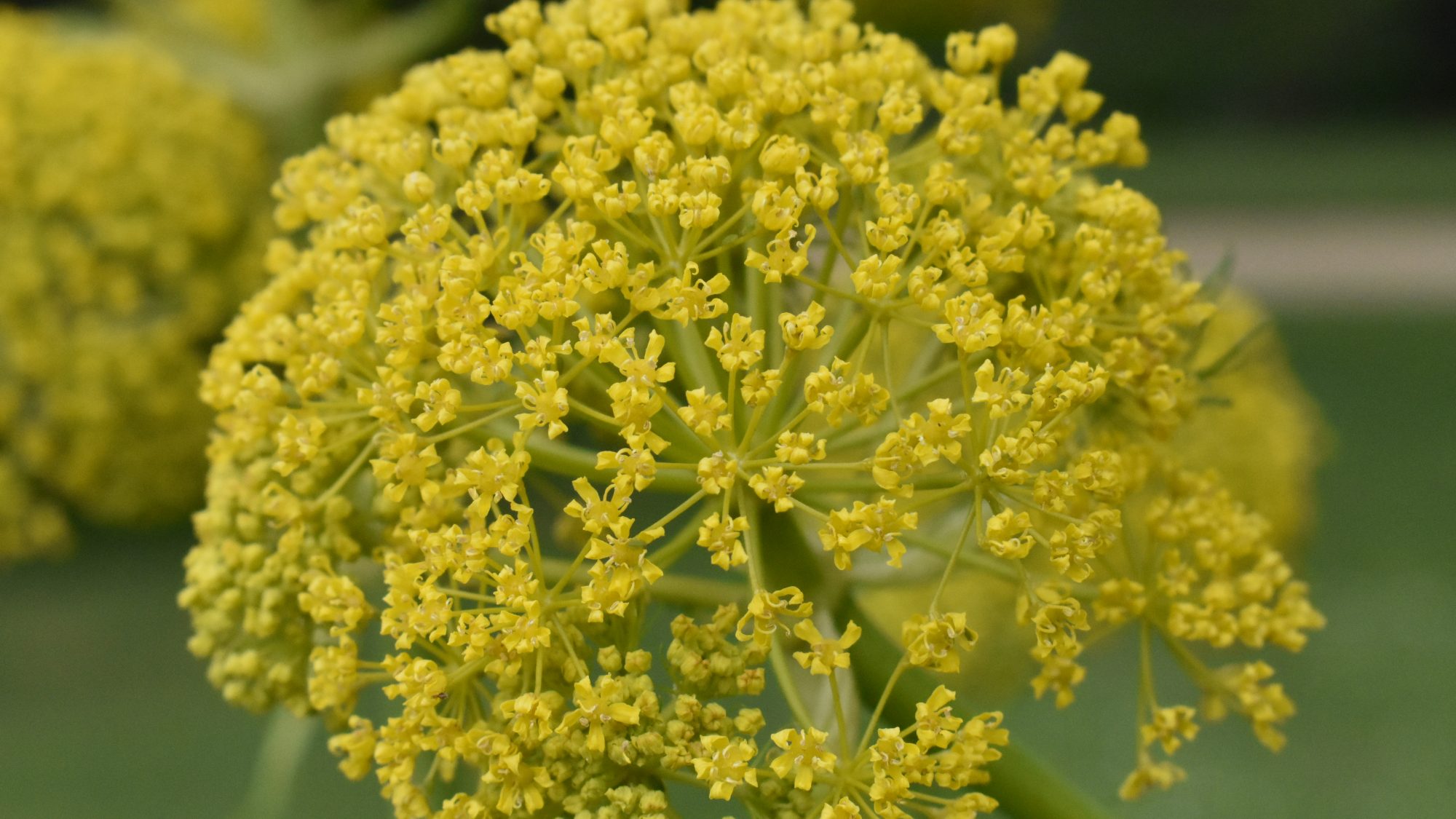 Ferula communis