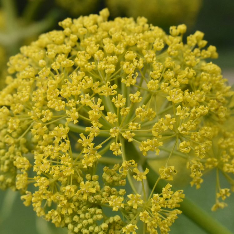 Ferula communis