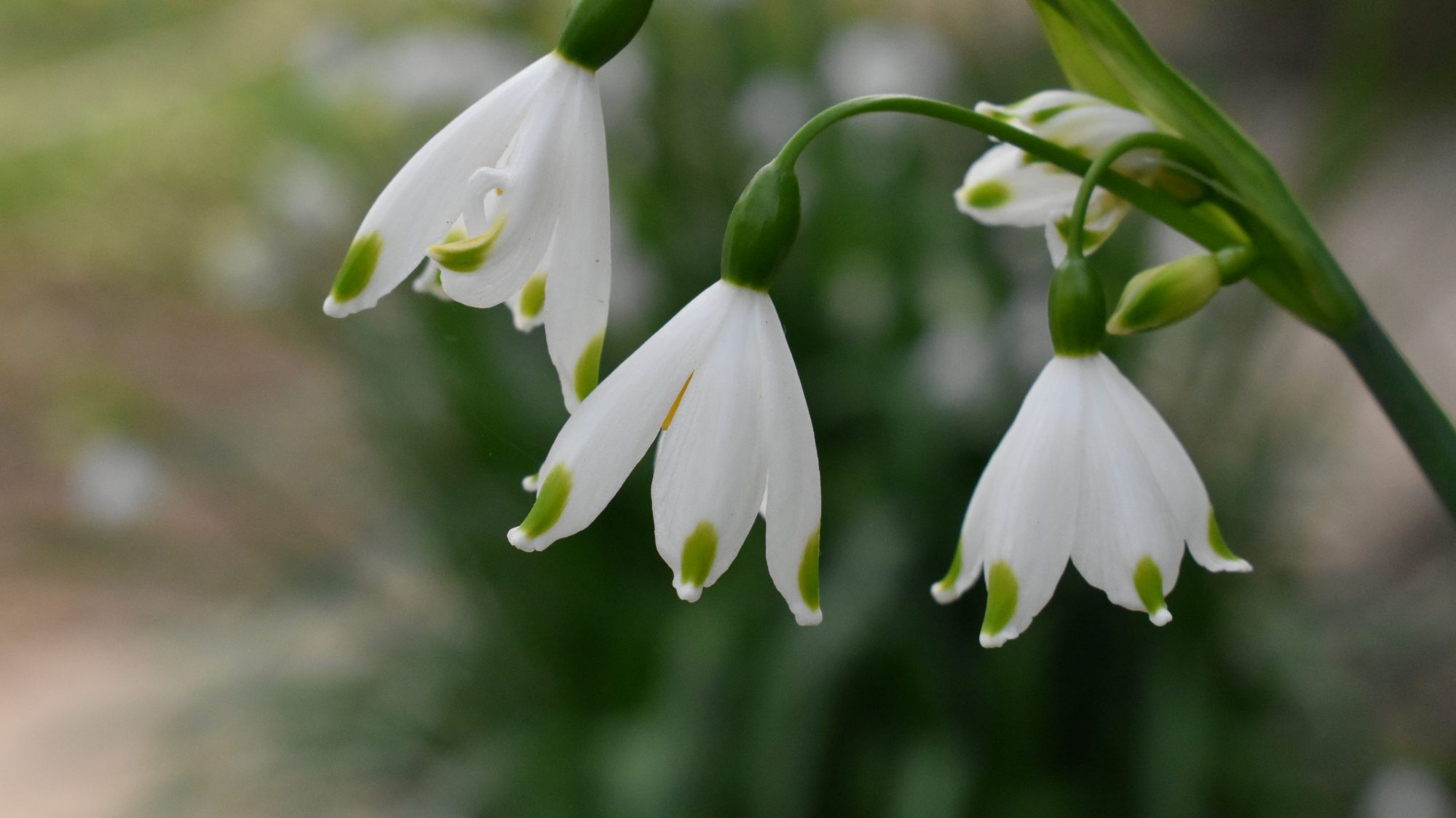 Leucojum aestivum
