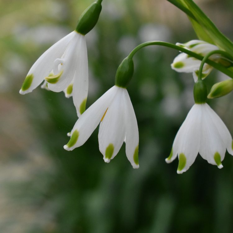 Leucojum aestivum