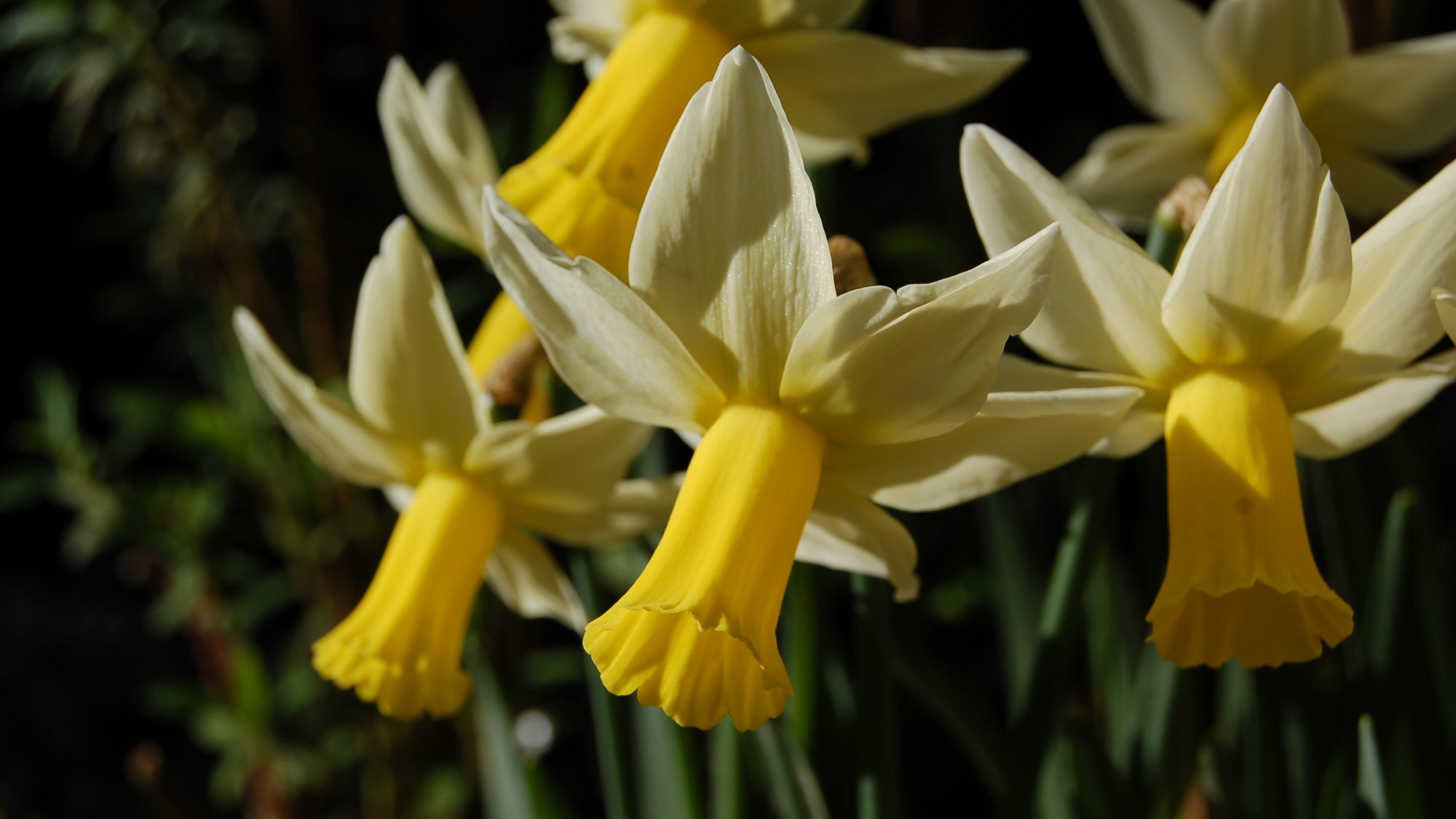 Yellow daffodils.