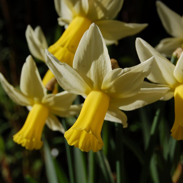 Narcissus ‘Jack Snipe’