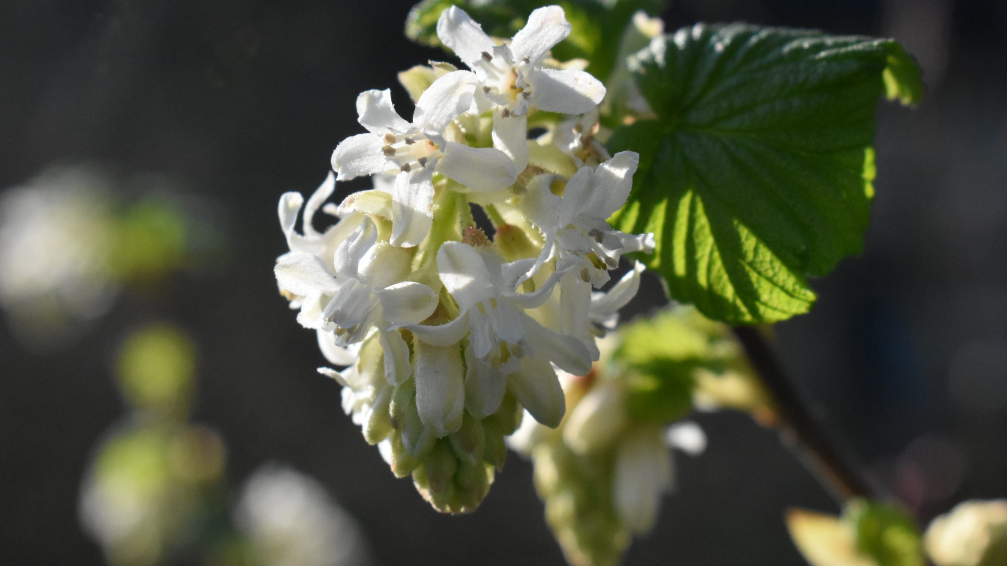 Cluster of whiter flowers.