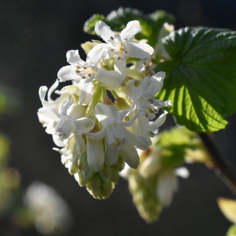 Ribes sanguineum ‘Album’