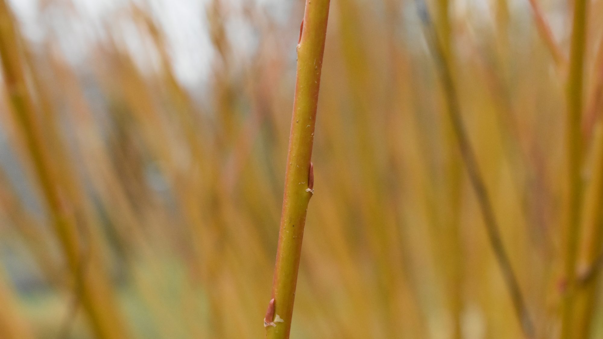 Salix x fragilis nothovar. basfordiana