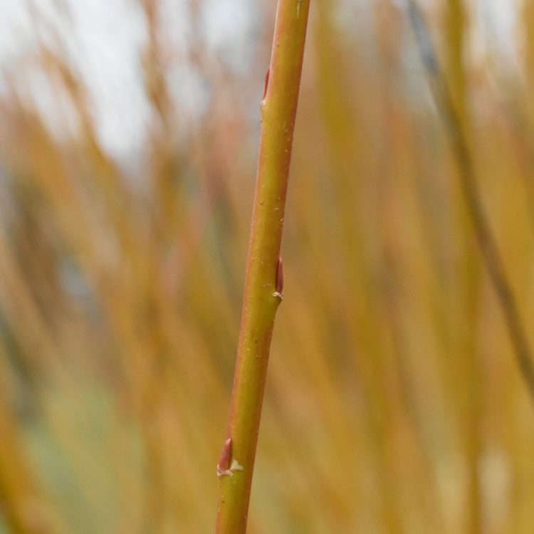Salix x fragilis nothovar. basfordiana