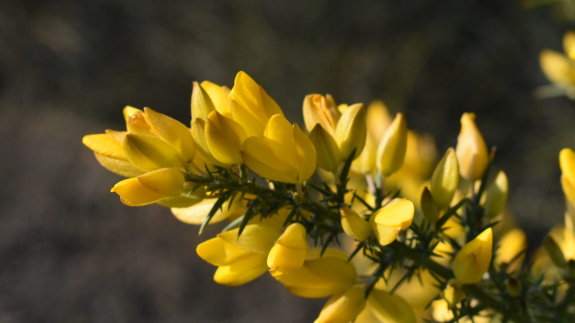 Ulex europaeus