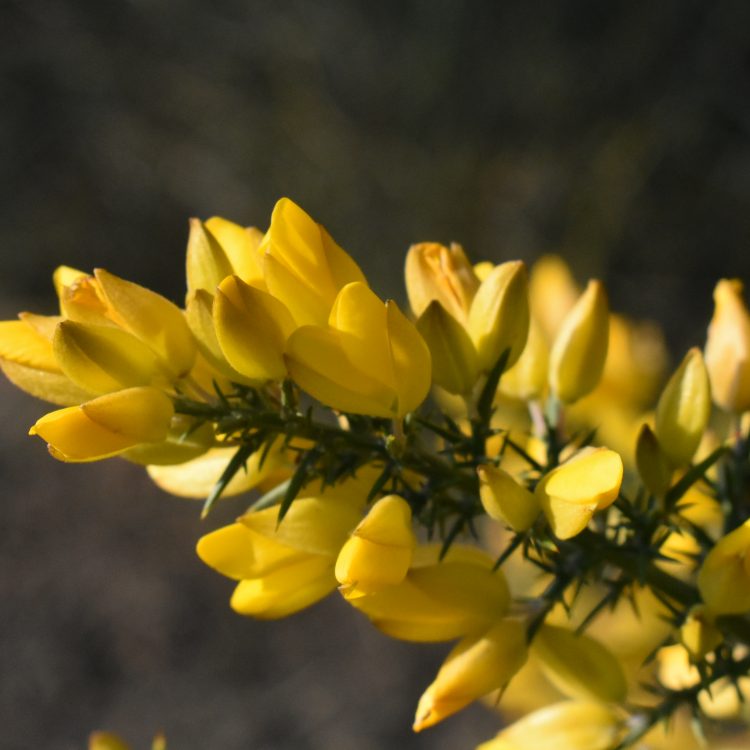 Ulex europaeus