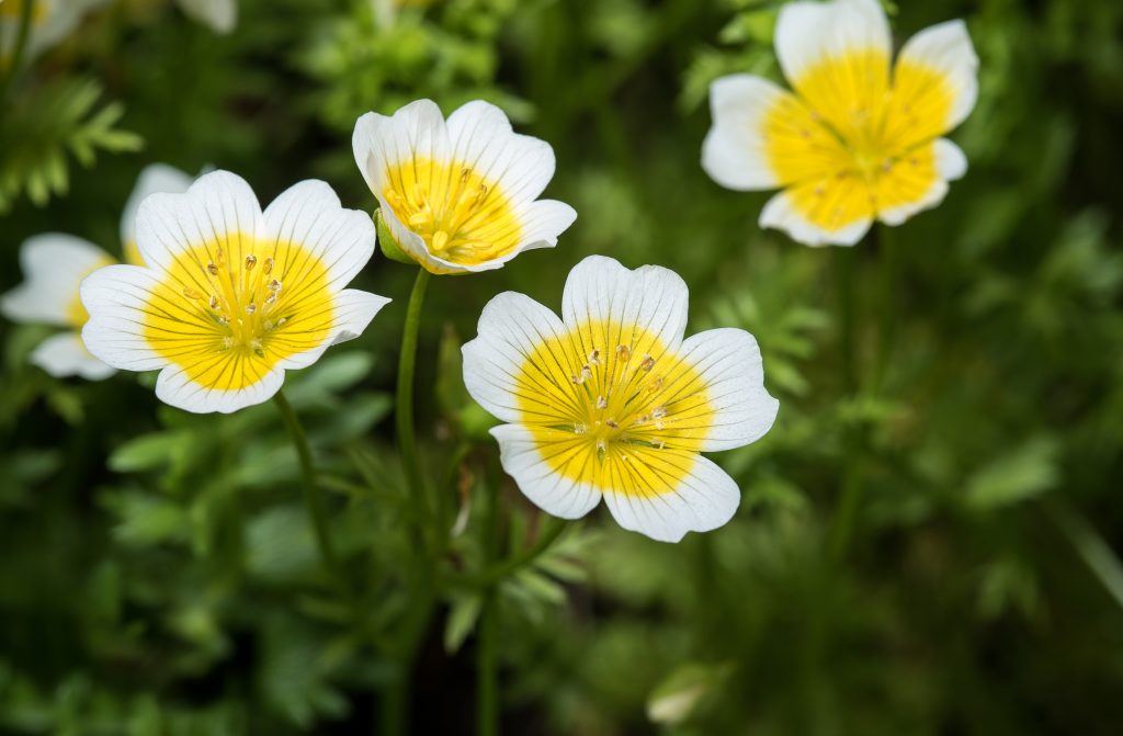Image of four cup shaped yellow and white flowers that resemble poached eggs