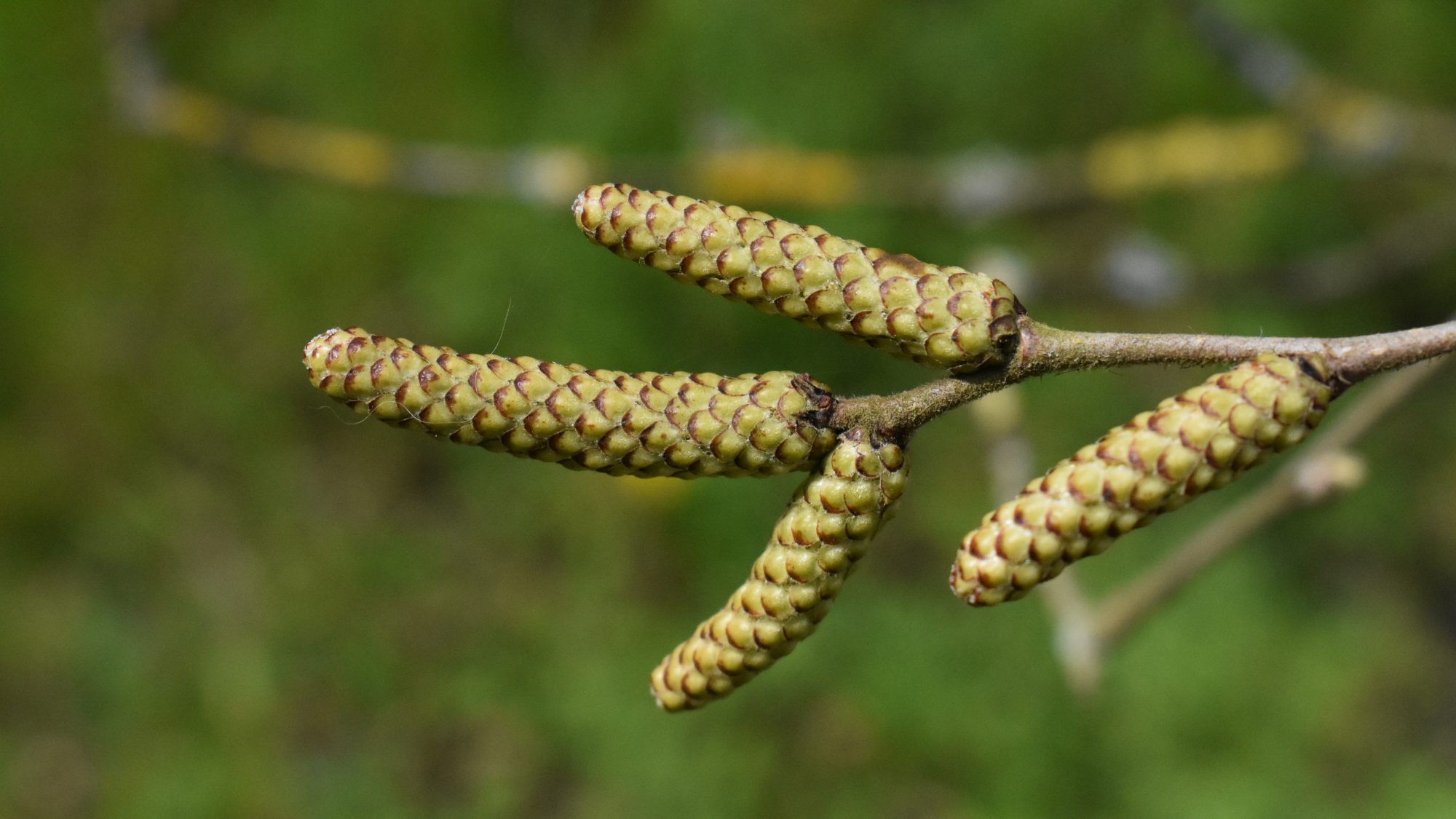 Slender, horizontal, yellow-green catkins with brown scales.