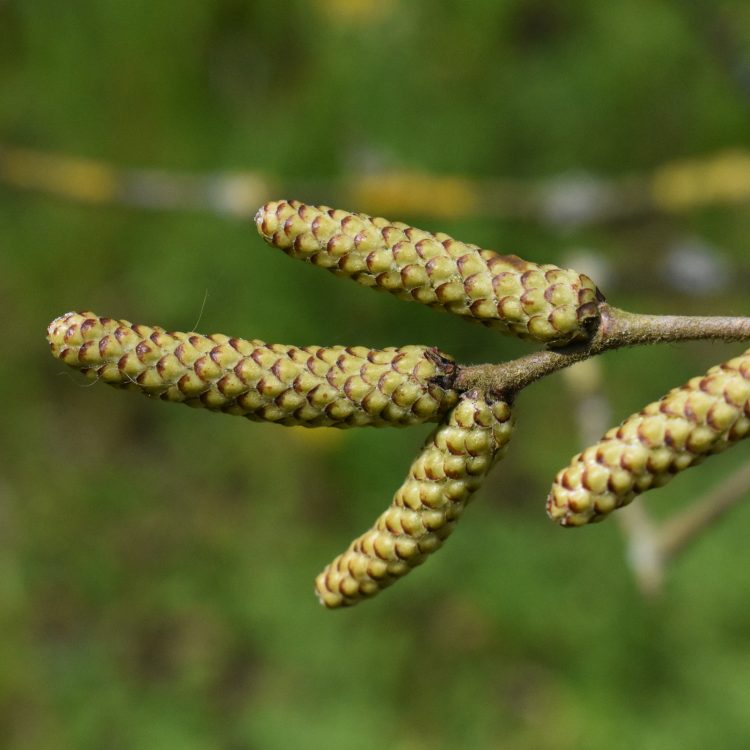 Betula megrelica