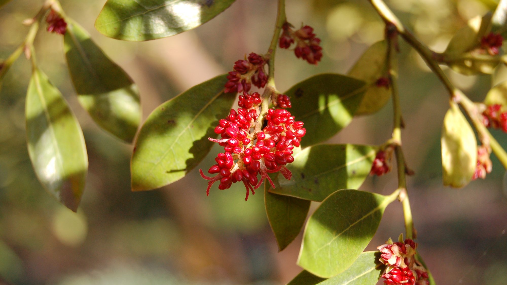 Distylium racemosum