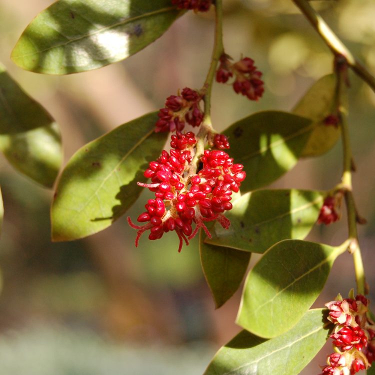 Distylium racemosum