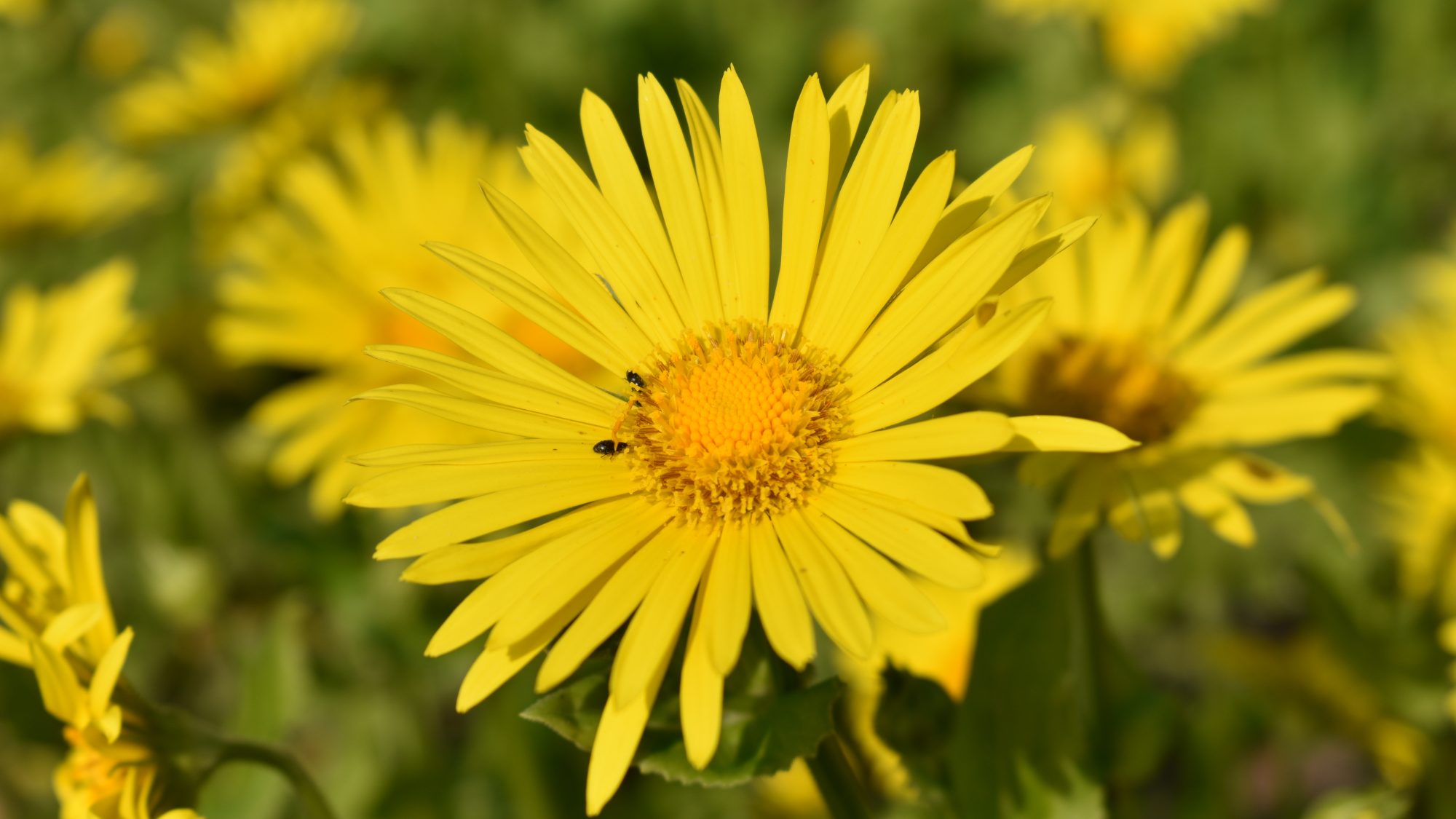 Doronicum x willdenowii