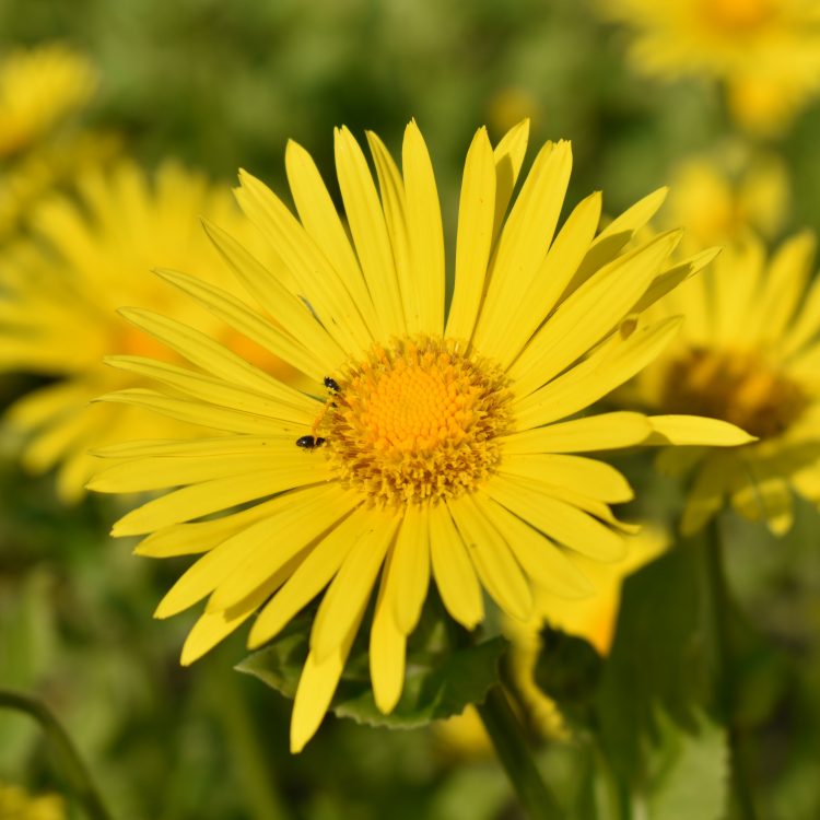 Doronicum x willdenowii