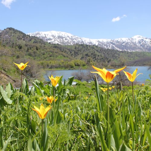 Wild tulips under threat.