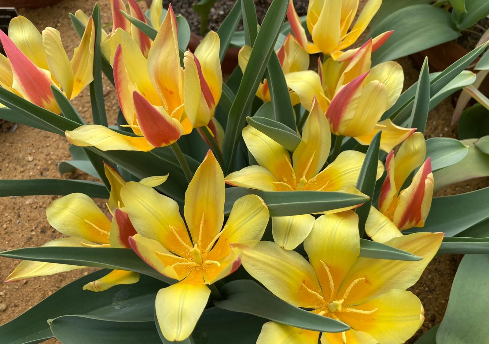 Yellow flowers with reds on the edges of the petals.