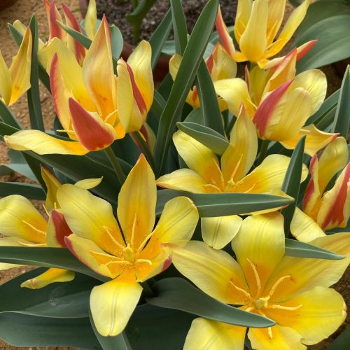 Species tulips – what’s special about them and how to grow them in your own garden