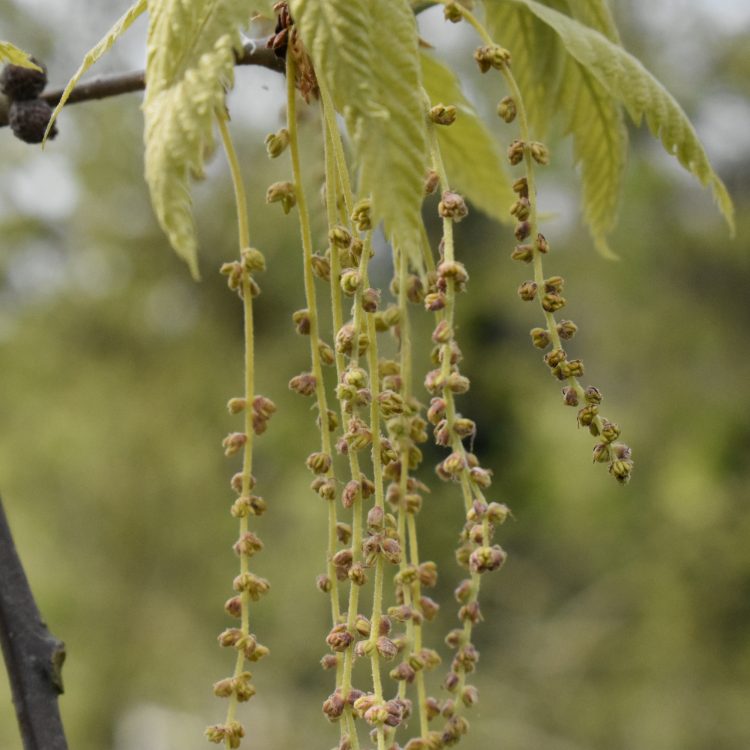 Quercus castaneifolia (catkins)