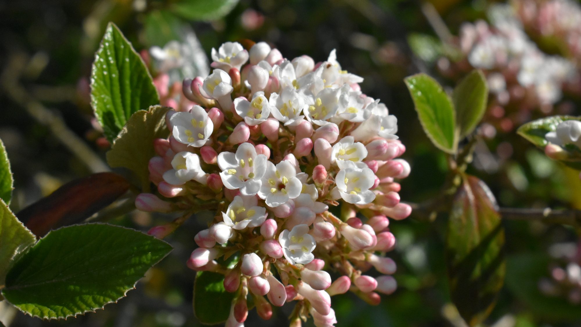 Viburnum 'Chenaultii'