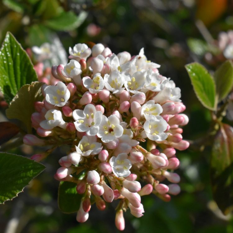 Viburnum ‘Chenaultii’