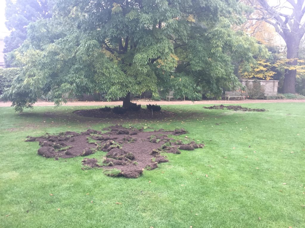 Turf on a lawn has been torn up by badgers.