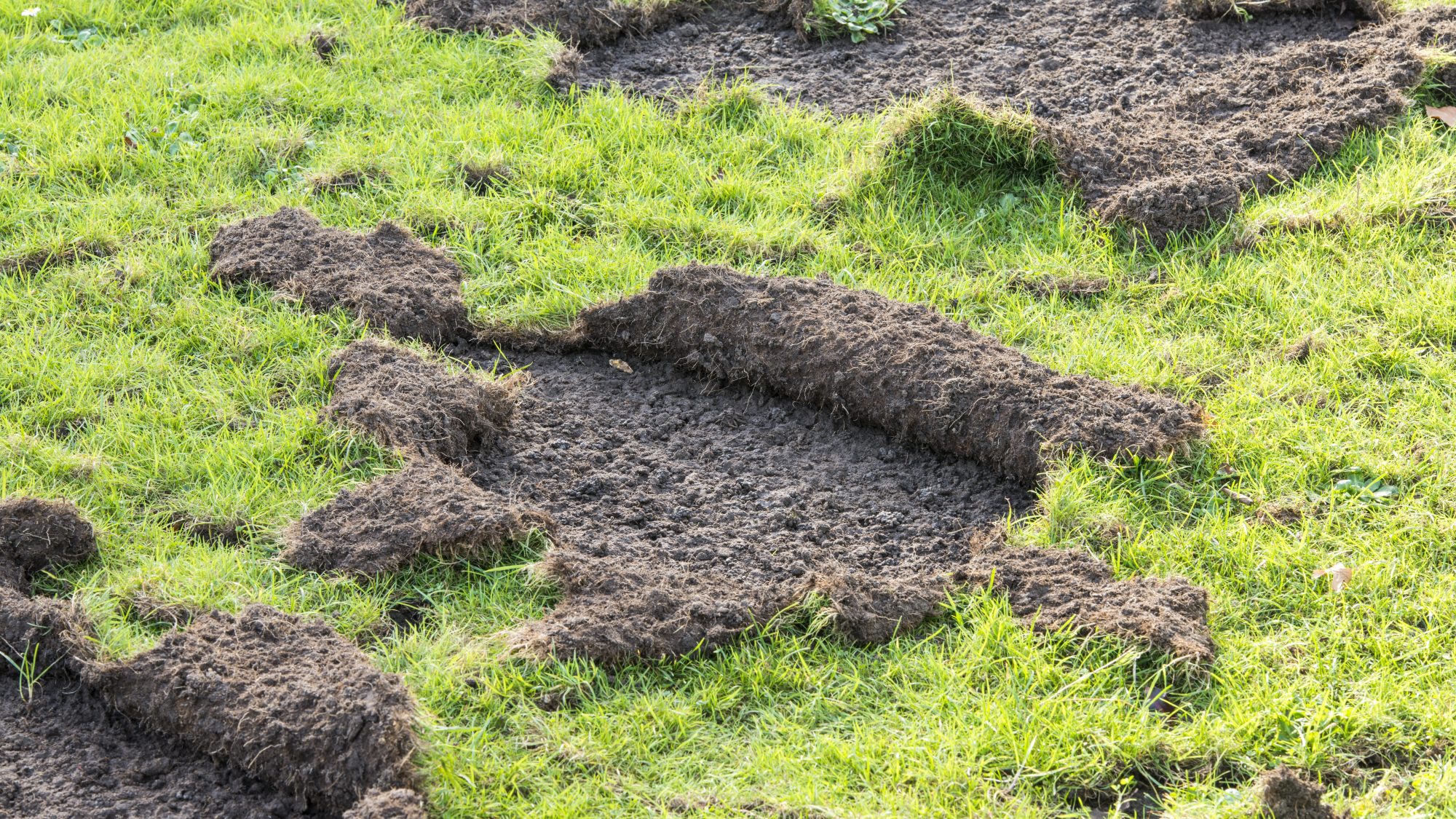 Chaffer beetle infestation and badger damage on a grass lawn.