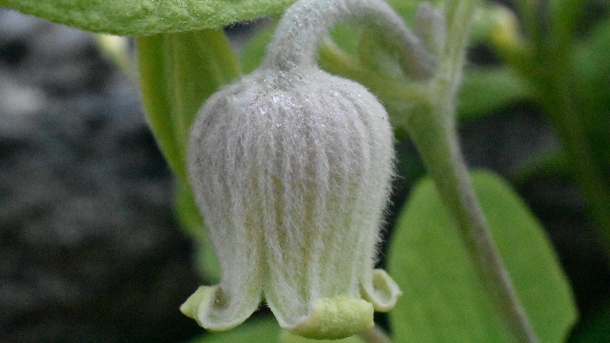 Nodding, hairy, bell-shaped flower.