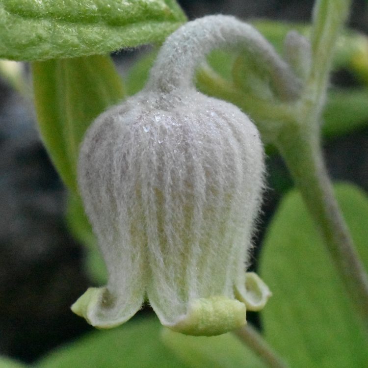 Clematis coactilys