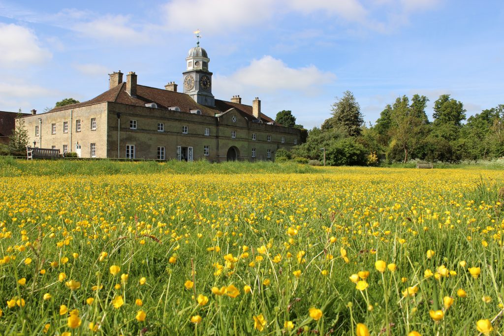 A field of yellow flowers in front of an old manor house.