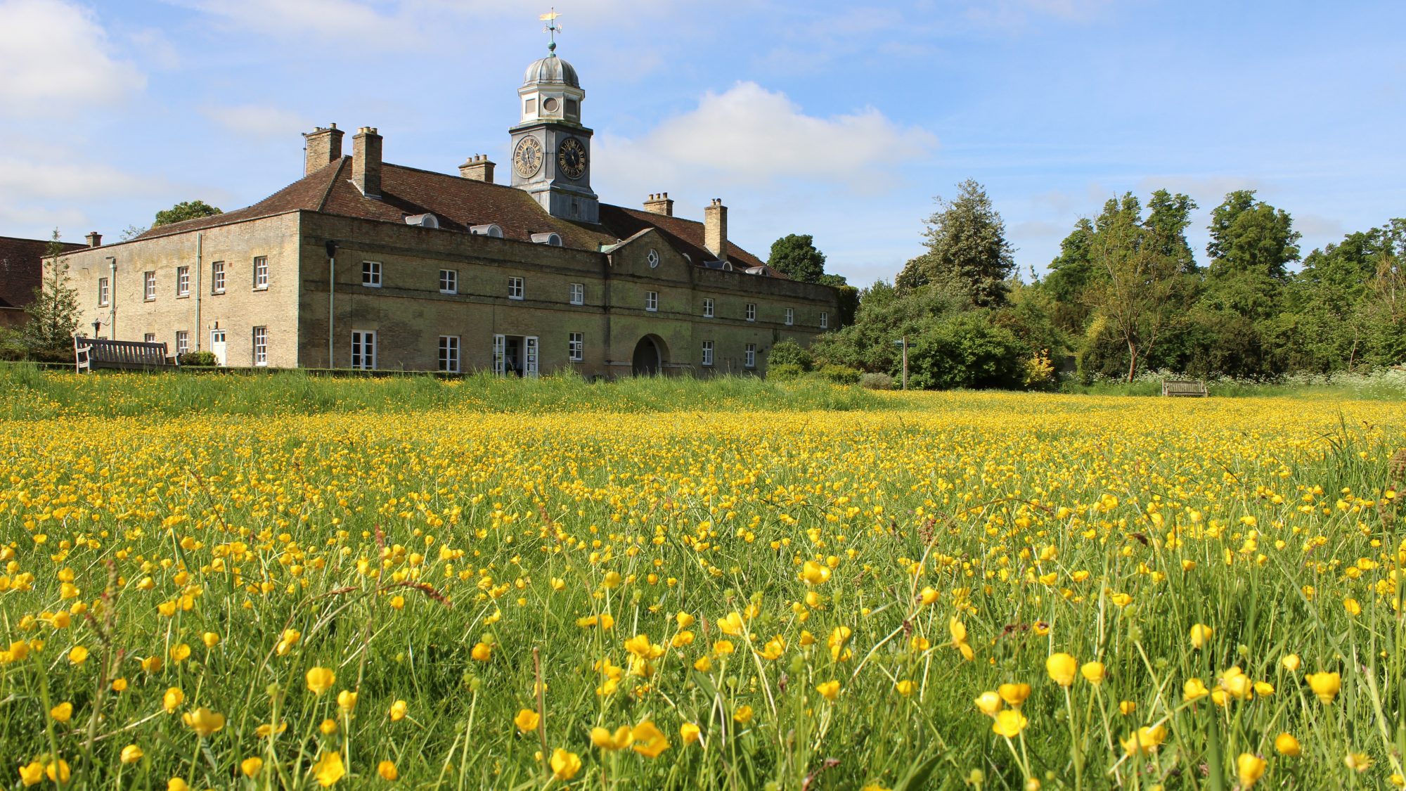 A field of yellow flowers in front of an old manor house.