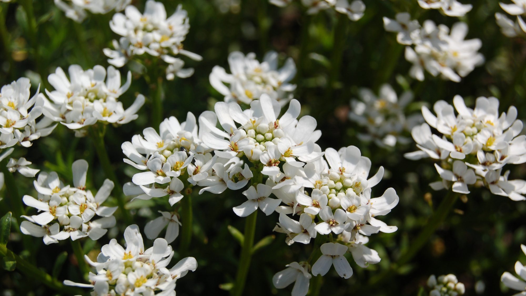 Iberis sempervirens