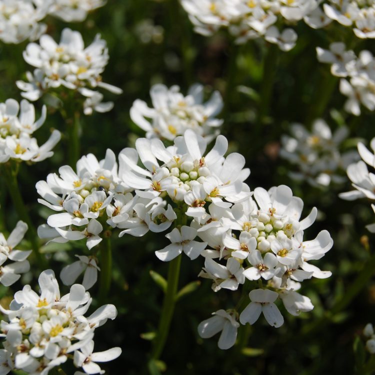 Iberis sempervirens