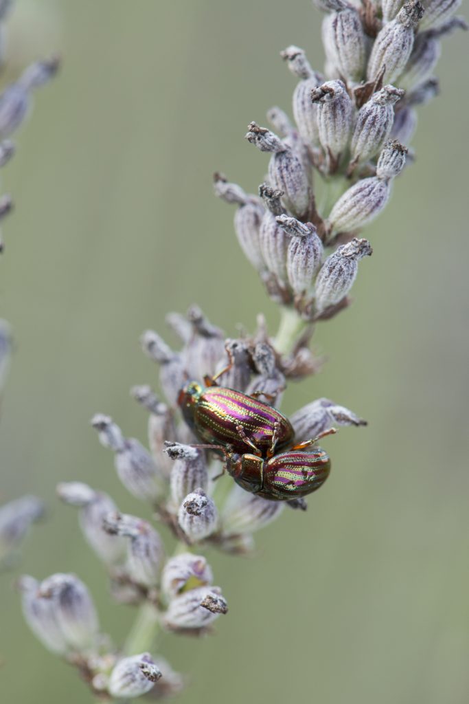 Shimmering beetles, pink and pale green, on a stem of purple flowers