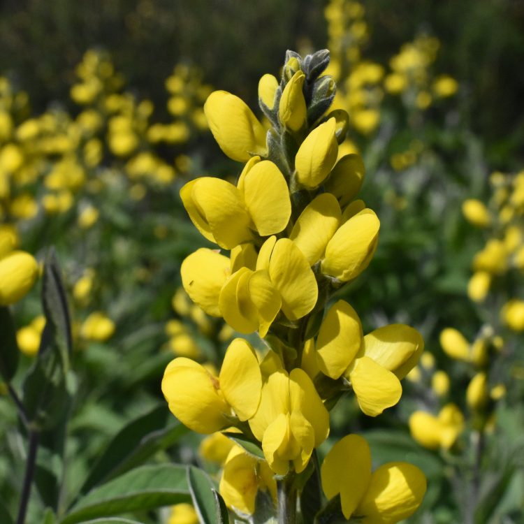 Thermopsis montana