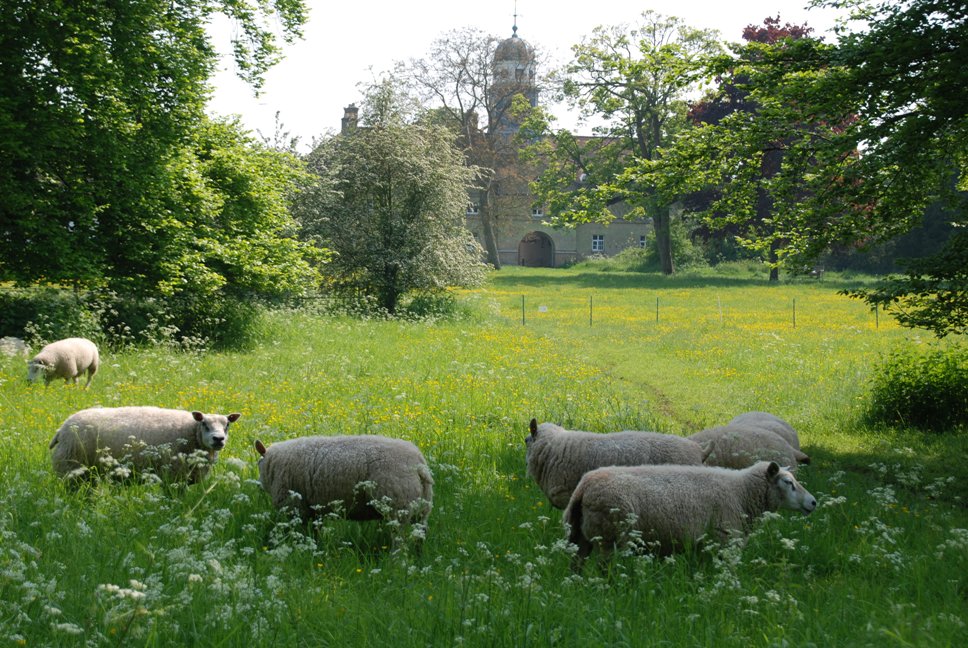 A field of with sheep grazing and in the background is a church building.