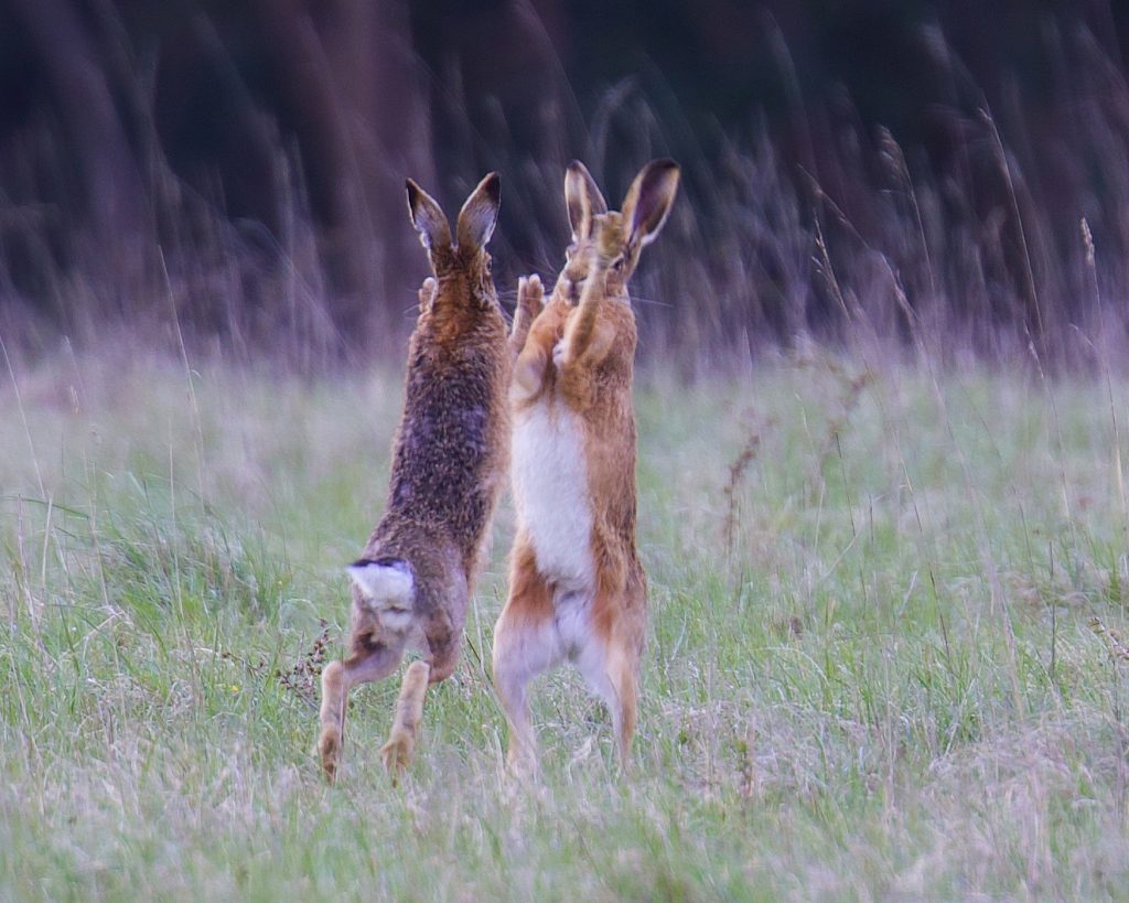 Two hares having a fight in the grass.