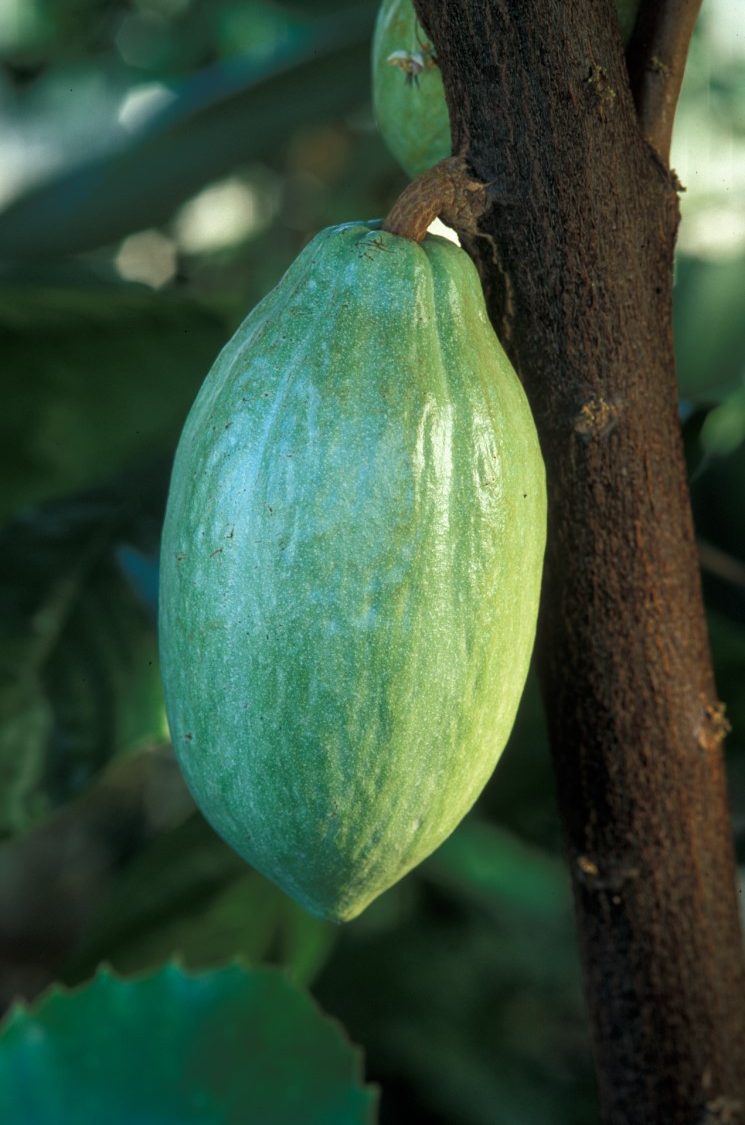 A large green cacao bean.