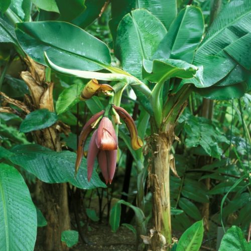 Banana