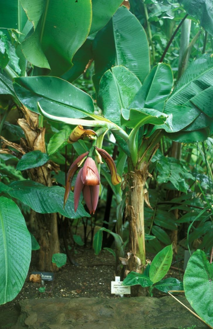 A small banana plant growing with large green leaves.