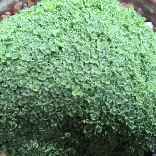 Alpine plant spins its own flavonoid wool