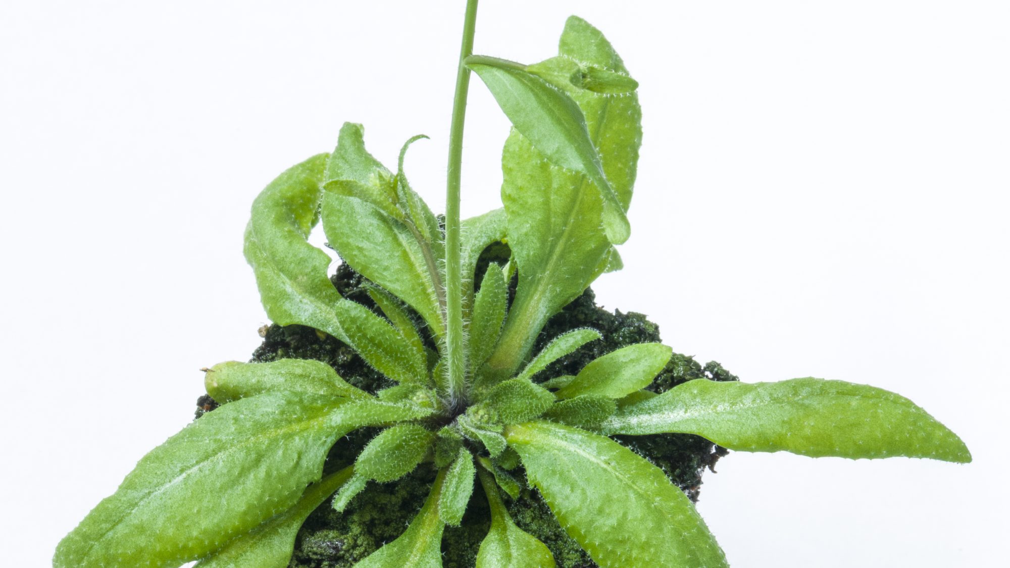 A small green plant grows with small white flowers.