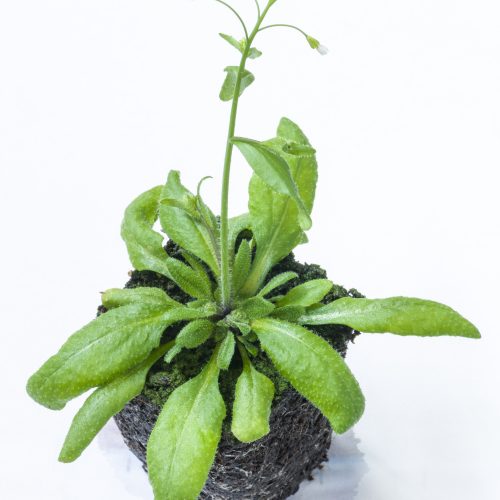 Thale Cress