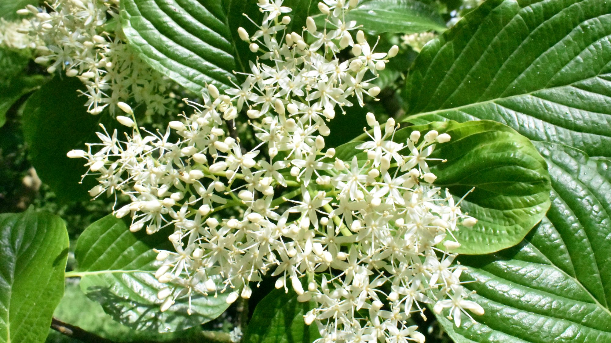 Cornus controversa