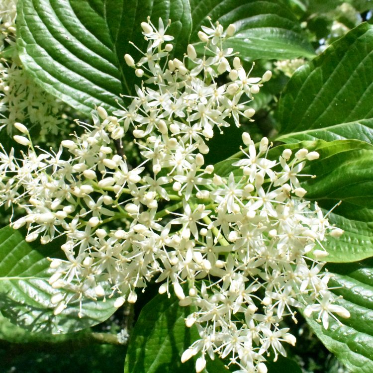 Cornus controversa