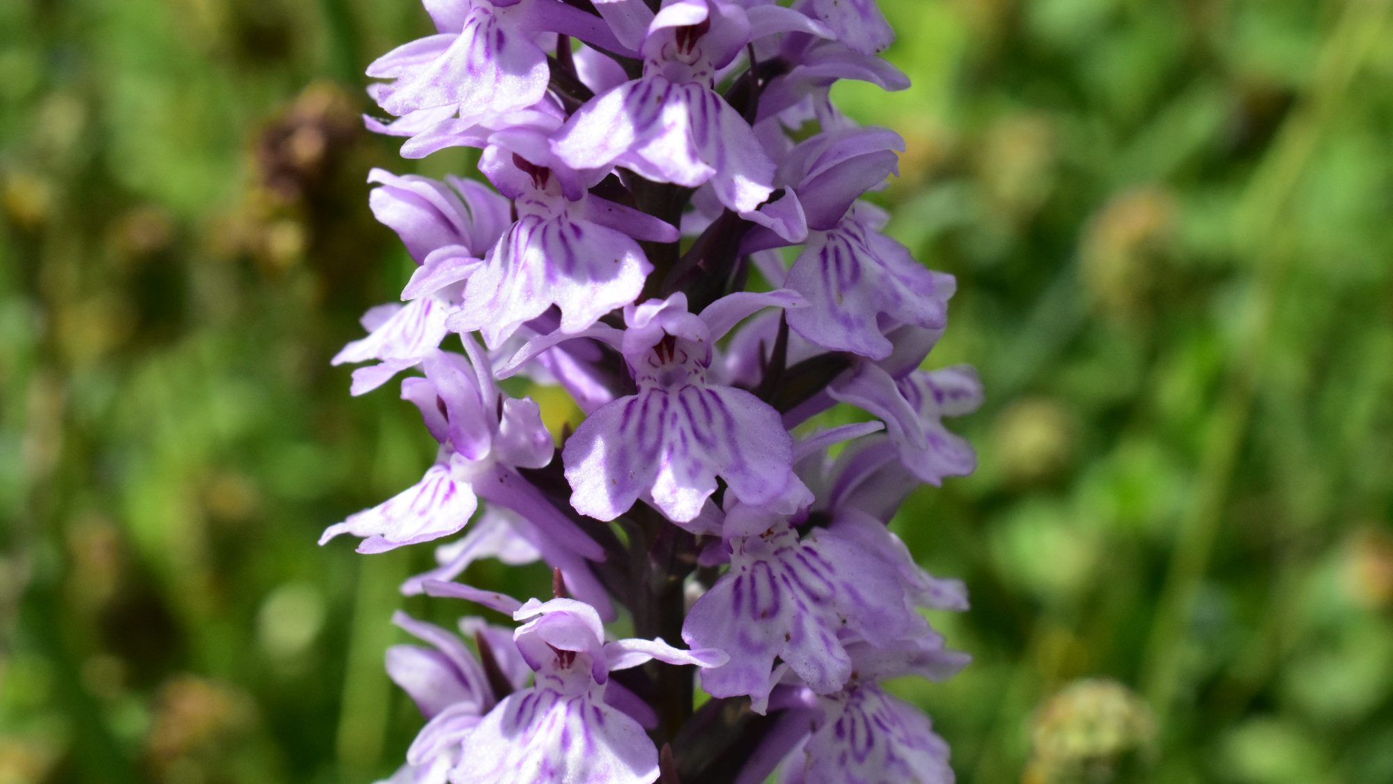 Flower spike with pink and white lipped flowers.