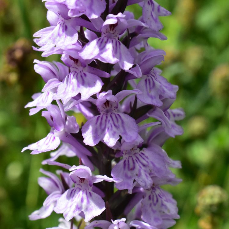 Dactylorhiza fuchsii