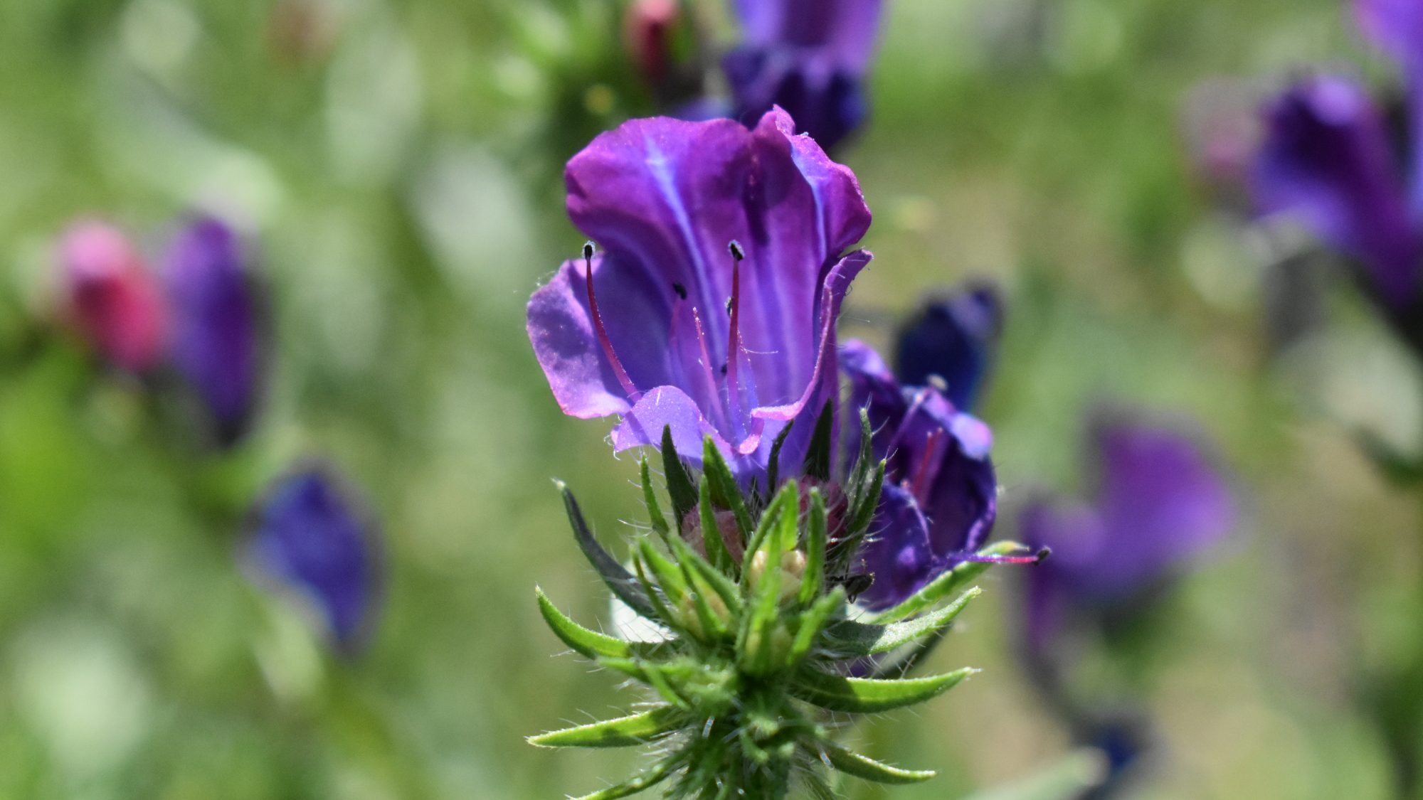 Echium plantaginuem