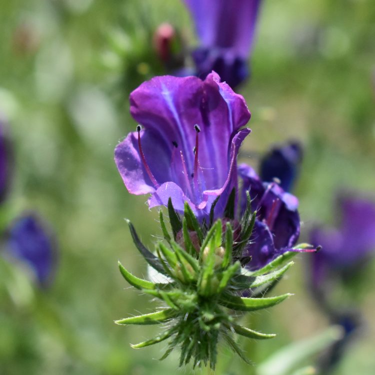 Echium plantagineum